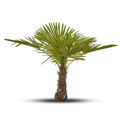 Pour l’univers du jardin：Trachycarpus Excelsa ou Palmier de Chine 40/60 cm en pot de 10 L