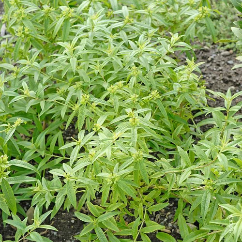 Bien pratique à l’extérieur：Verveine Citronnelle Bio. Le pot de 4,6 litres
