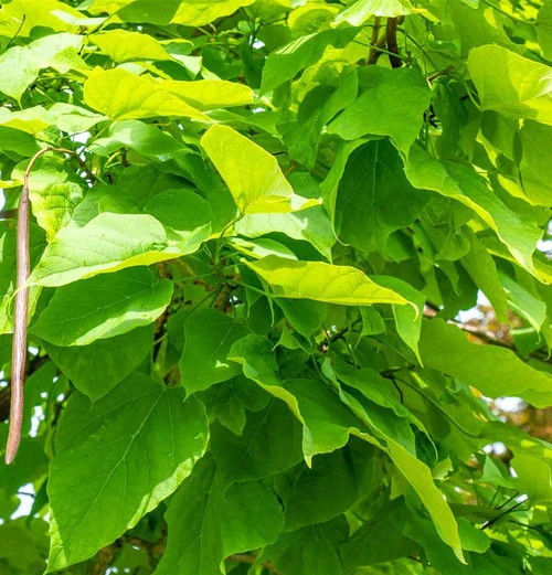 Une idée maline pour l’extérieur：Catalpa Boule. Le pot de 30 litres