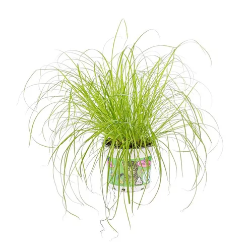 Pensé pour le jardin:Cyperus Zumula ou Herbe à chat verte. Le pot Ø 12 cm