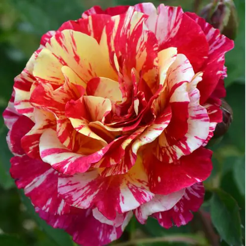 Style extérieur:Rosier Maurice Utrillo® Delstavo coloris rose