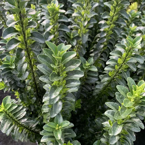Pour vos besoins extérieurs：Fusain du Japon Benkomasaki vert. Le pot de 18 litres, palissé