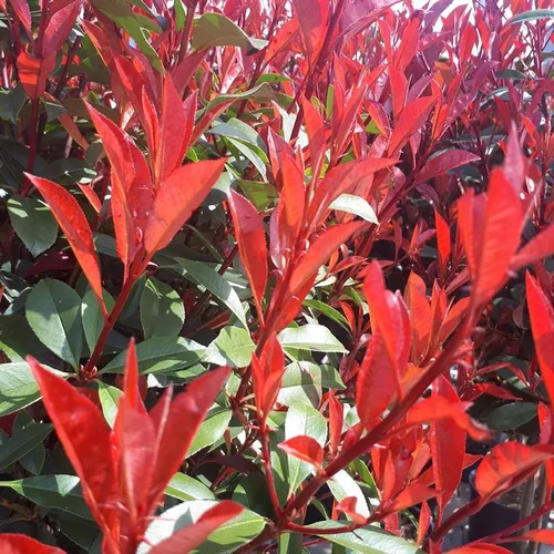 Autour du jardin：Photinia Fraseri Carré rouge Touffe en pot de 15 L