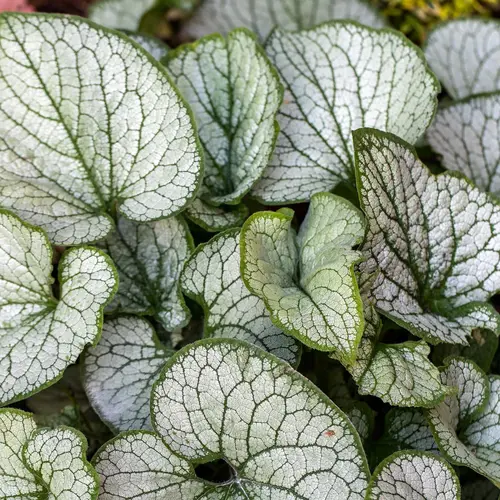 Idée pratique：Myosotis Du Caucase ‘Jack Frost’ - Le pot de 2 litres