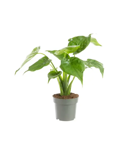 Solution utile:Alocasia cucullata (Oreilles d'éléphant ou Main de Bouddha) vert. Le pot Ø 17 cm
