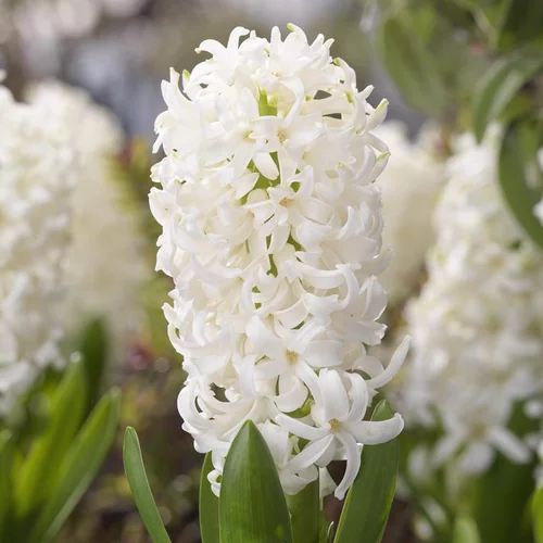 Moderne jardin:Jacinthe coloris variés. La jardinière