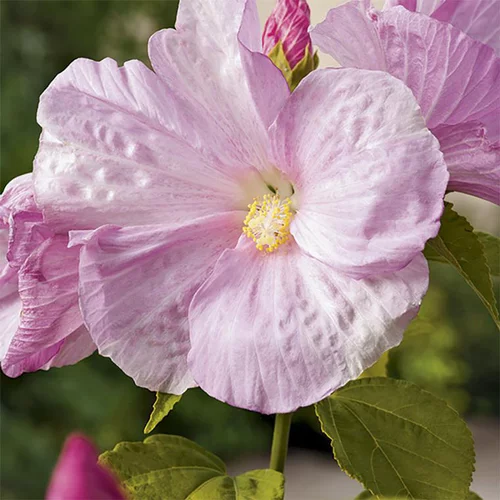 Idée pour le jardin:Hibiscus palustris pot de 3 litres