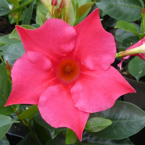 Sélection maison:Dipladenia Hybride - Le pot de 28 cm