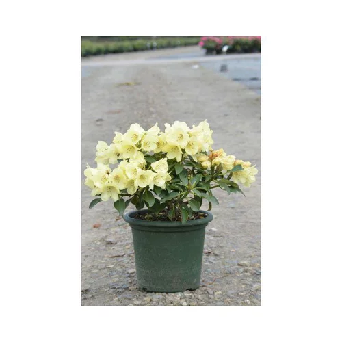 Pour mieux aménager vos extérieurs:Rhododendron Gomer Waterer blanc