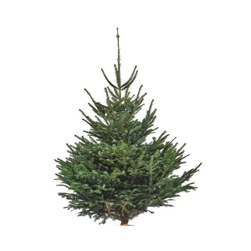 Esprit jardin:Sapin de Noël naturel coupé Nordmann - de 80 à 100 cm