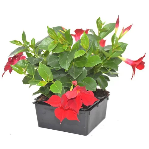 Côté jardin：Dipladénia rouge - La barquette de 4 plants