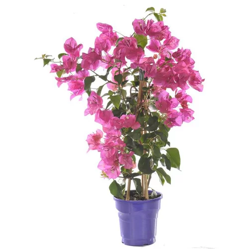 Jardin & loisirs：Bougainvillée Palissée - Le pot de 2 litres