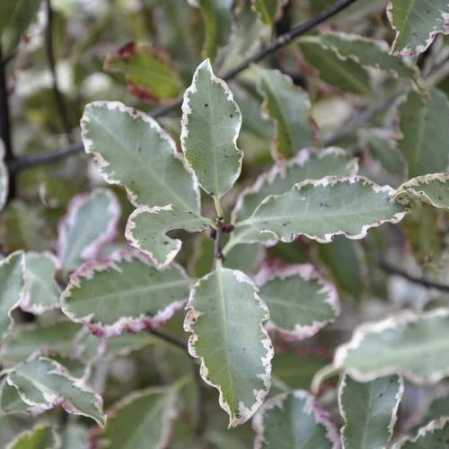 Jardin & loisirs:Pittosporum Tenuifolium Elizabeth. Le pot de 15 litres