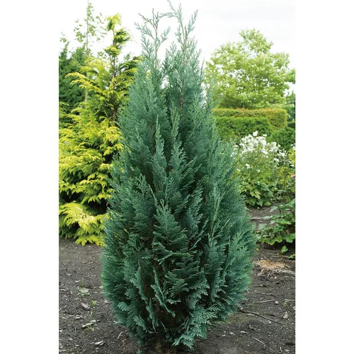 Qualité pour le jardin:Cyprès de Lawson - pot 4 L