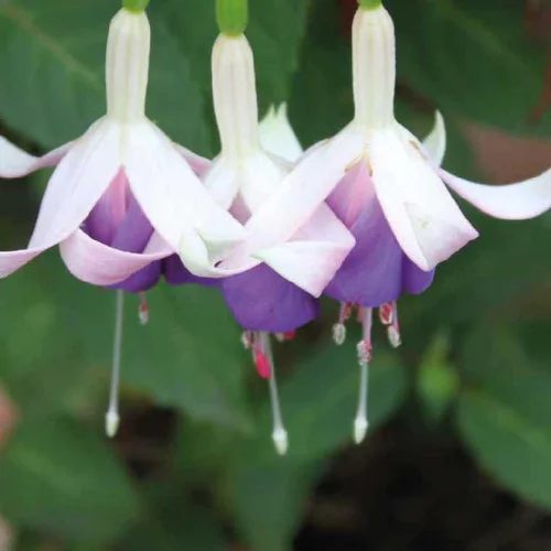 Pour compléter votre espace extérieur:Fuchsia Delta Sarah - Le pot de 9 x 9 cm