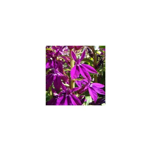 Sélection jardin:Lobélia Speciosa Hadsen Purple - Le pot de 3 litres