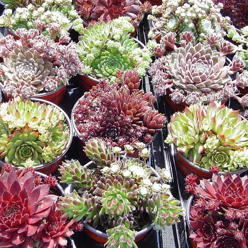 Utile jardin:Sempervivum - Le pack de 4 plants
