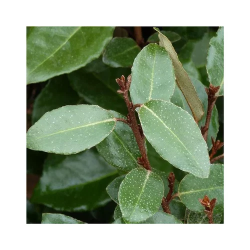 Les indispensables du jardin:Chalef de Ebbing vert. Le pot de 3 litres