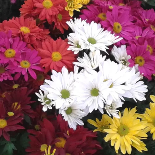 Solution simple:Chrysanthème américain ou Marguerite d'automne à fleurs multicolores - La coupe Ø 23 cm
