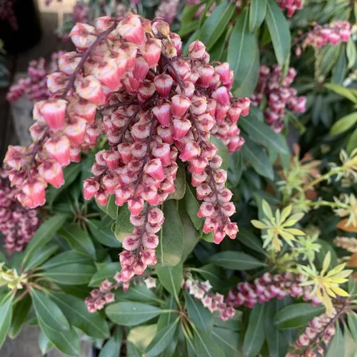 Jardin et maison:Andromède (Pieris Japonica) Valley Valentine rose. Le pot de 2 litres
