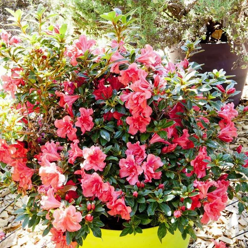Pour faciliter le quotidien au jardin:Azalée Encore Princess rose. Le pot de 4 litres
