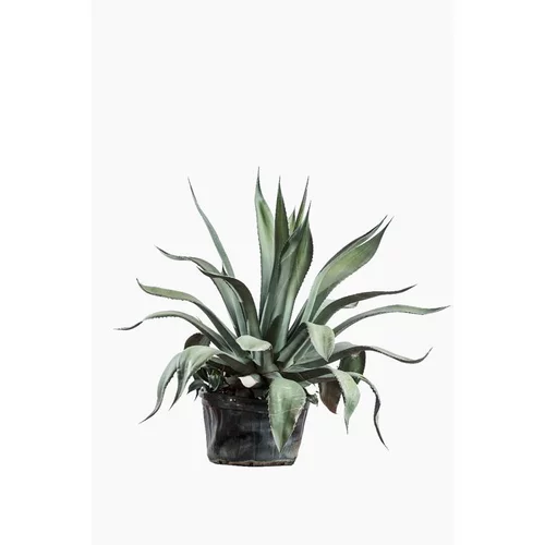 Votre allié à l’extérieur：Agave Americana Vert (Agave américain) en pot de 5 L vert