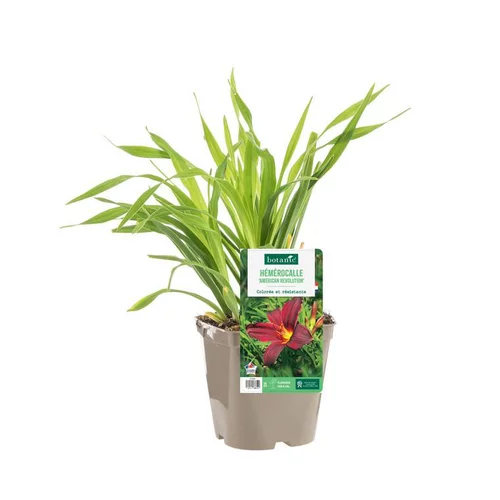 Pour vos jardins:Hémérocalle ‘American Revolution’ - Le pot de 2 litres