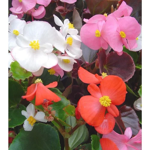 Choix au jardin:Bégonia Semperflorens à fleurs multicolores - La barquette de 6 plants