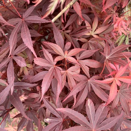 Pour la vie au jardin:Erable du Japon Skeeters Broom 1/4 tige Le pot de 12 litres