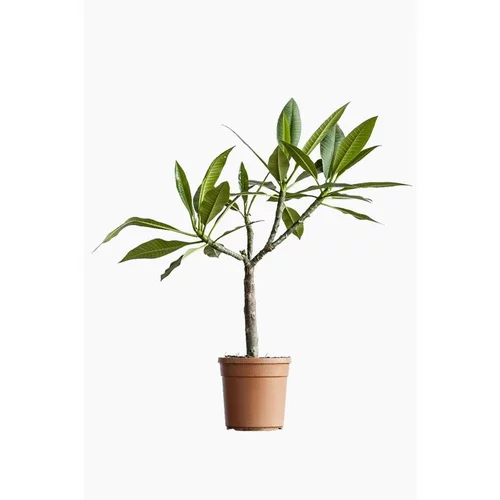 Fonctionnel au jardin：PLUMERIA