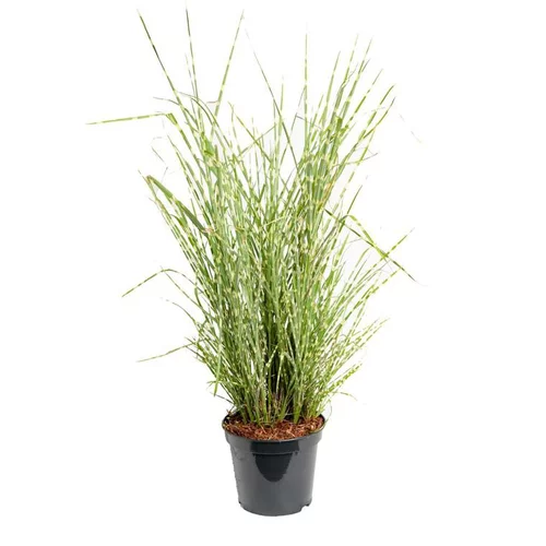 Jardin à découvrir：Miscanthus Sinensis Zebrinus - Le pot de 3 litres