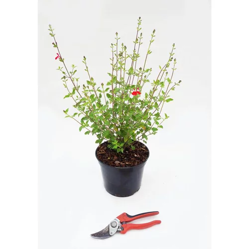 Accessoire pour le jardin：Salvia Microphylla - Le pot de 3 litres