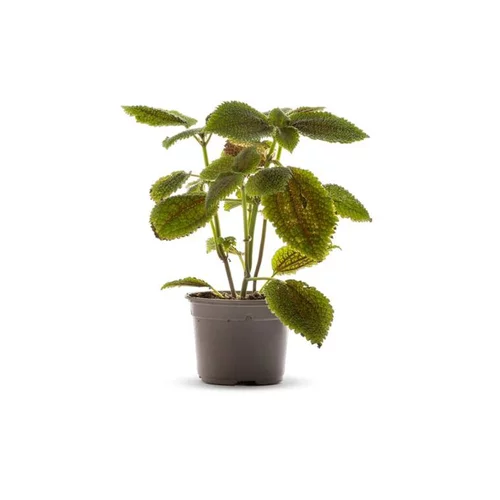 Facile pour le jardin:Pilea Moon Valley vert. Le pot Ø 10,5 cm
