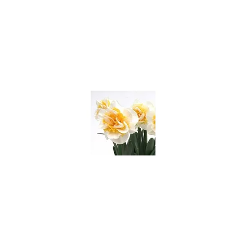 Bien pratique à l’extérieur：Narcisse à fleurs doubles - Le pot de 1 litre