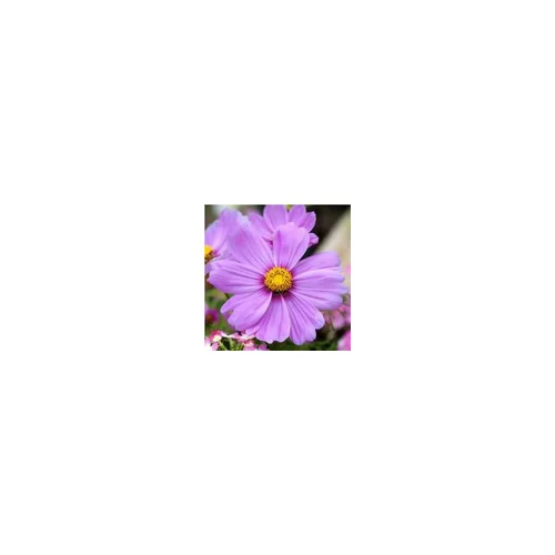 Pratique pour le jardin:Cosmos - La barquette de 10 plants