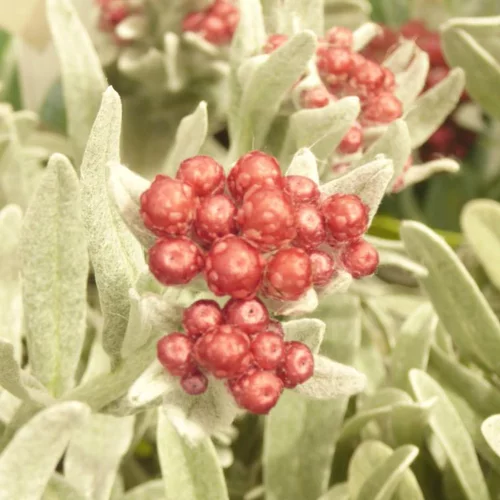 Esprit jardin:Helichrysum Thianschanicum - Le pot de 10.5 cm