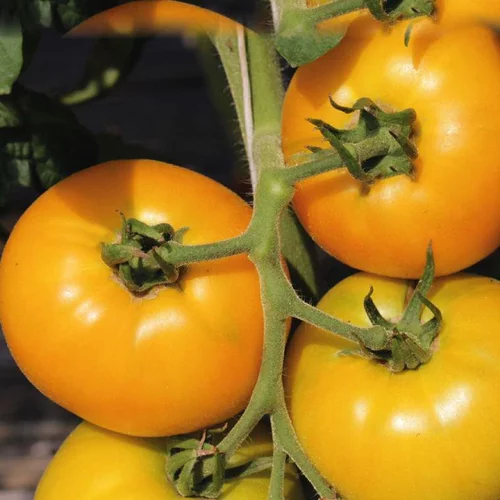 Le choix jardin:Tomate Ronde Golden Boy bio. Le pot de 9 x 9 cm