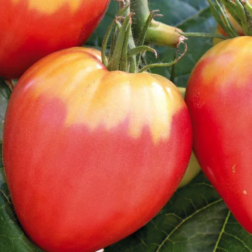 Jardin choix：Plant Greffe Tomate Coeur Cuor Die Bue Bio. Le pot de 1 litre
