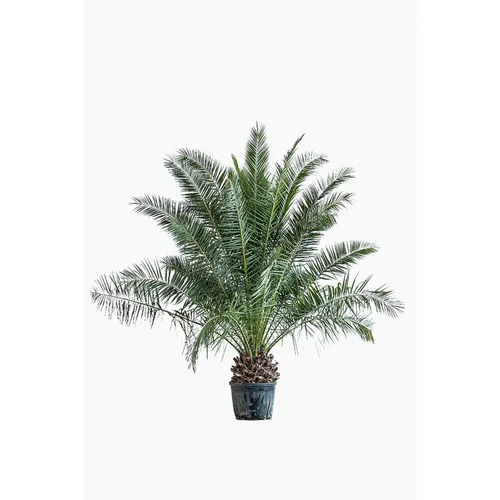 Bien pensé pour le jardin:Phoenix Canariensis ou Dattier des Canaries 160/170 cm en pot de 50 L