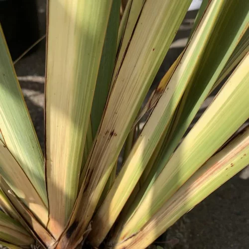 Une idée maline pour l’extérieur:Phormium Tenax Variegata touffe. Le pot de 4 litres
