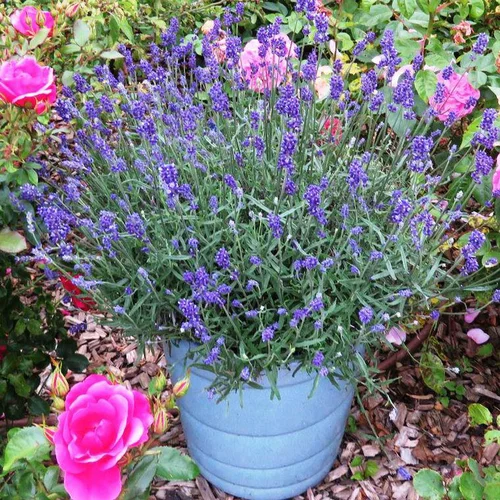 Pour valoriser votre jardin:Lavande Bleu de Gien. Le pot de 4 litres