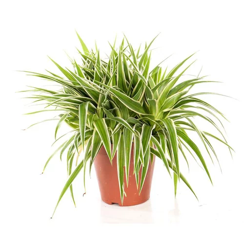 Accessoire jardin：Chlorophytum ocean. Le pot de 15 cm