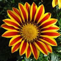 Pensé pour vos extérieurs：Gazania - La coupe de 20 cm