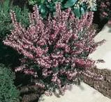 Maison et extérieur:Erica Darleyensis – Pot de 0.5L
