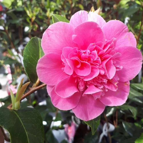 Votre allié à l’extérieur：Camélia Japonica varié. Le pot de 4 litres