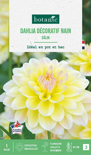 Une idée pour le jardin:Bulbe de fleurs Dalhia buisson Calin botanic® - 1 bulbe