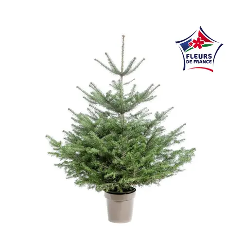 Idée simple:Sapin de Noël naturel en pot Nordmann botanic® - 150 à 175 cm