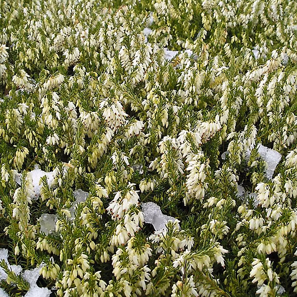 2 x Bruyère des neiges Blanc – Erica darleyensis, 10-12 cm pot