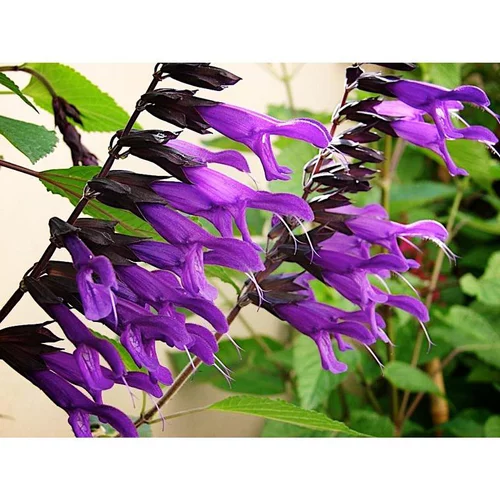 Jardin moderne：Salvia Amistad ou Sauge en pot de 4 L