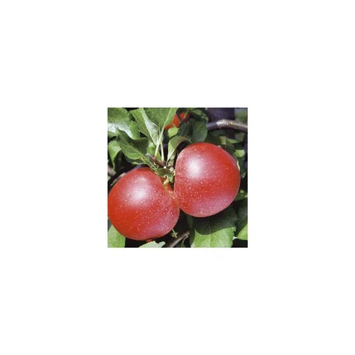 Utile jardin：Pommier Royal Gala. En racine nue, forme palmette U double